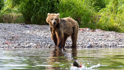 Visitez la galerie des Ours et Saumons