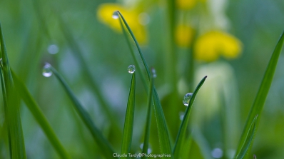 Visitez la galerie Perles de Rosée