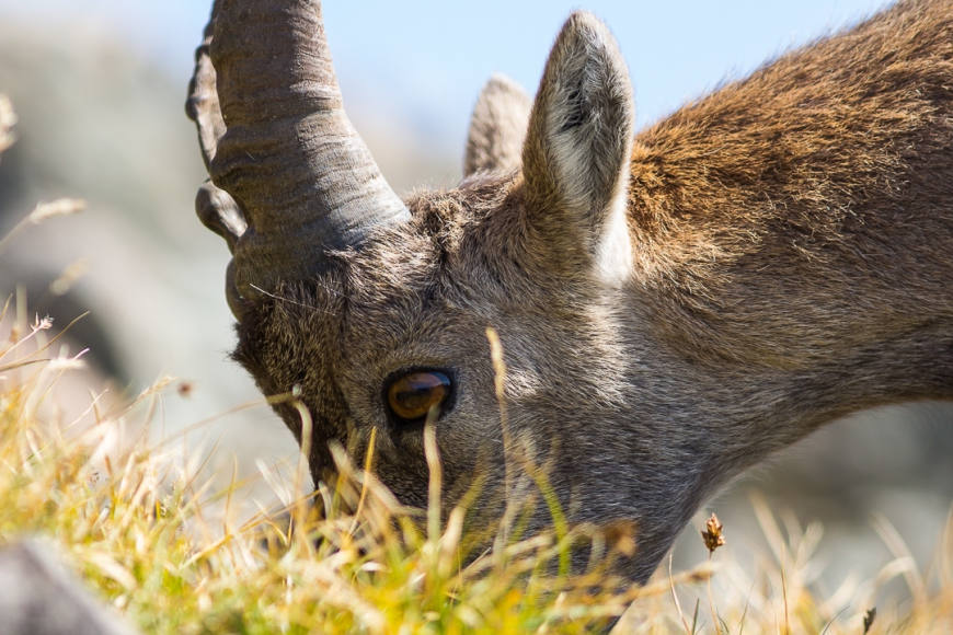 Rallye Monte Carlo 2017