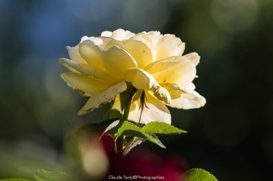 Visitez la galerie Perles de Rosée