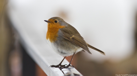 Le Rouge Gorge un oiseau curieux et courageux