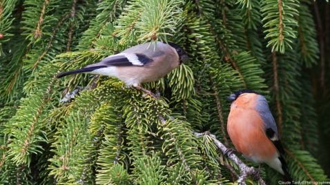 Un couple de Bouvreuil Pivoine pendant la saison des amours.