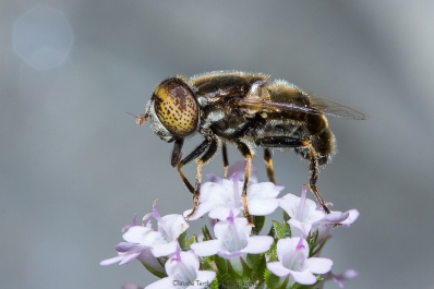 Visitez la galerie Cascades et cascatelles