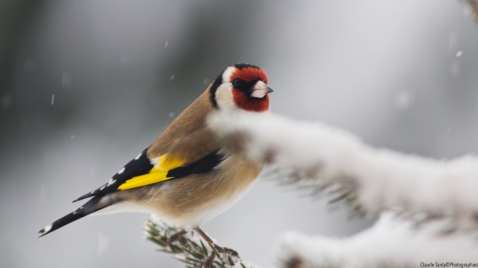 Le Chardonneret élégent, victime de sa beauté, il est aujourd&lsquo;hui en dégression démographique. Merci les chasseurs et autres amateurs d&lsquo;oiseaux en cage..!